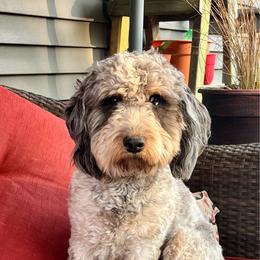 Stella - Springerdoodle
