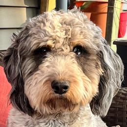Stella - Springerdoodle