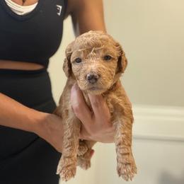 Lilac - Red  female Goldendoodle puppy in Spring, Texas from The Doodle Den