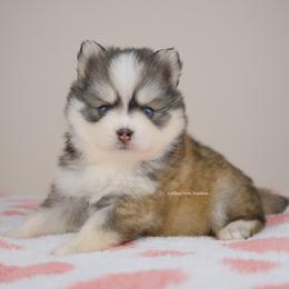Hayden - Gray and white male Pomsky puppy in Loxahatchee, Florida from Cardinal Point Pomskies