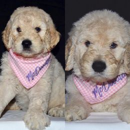 "English Goldendoodle Puppy from Moss Creek Goldendoodles" Goldendoodle and Schnoodle Puppies from Moss Creek Goldendoodles