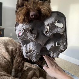 Lagotto Romagnolo Puppies from Anna’s Lagottos