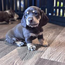 Cristina - Chocolate and tan female Dachshund puppy in Hornbeck, Louisiana from A&Z Mini Dachshunds