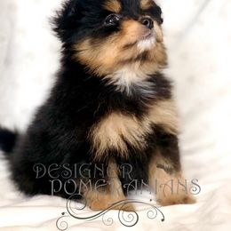 Pomeranian Puppies from Designer Pomeranians