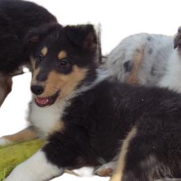 Tristan - Black white and tan male Collie puppy in New Mexico from Red Canyon