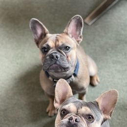 French Bulldogs from Midge’s Meadowland Frenchie’s