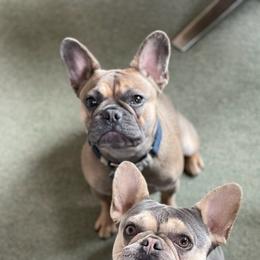 French Bulldogs from Midge’s Meadowland Frenchie’s
