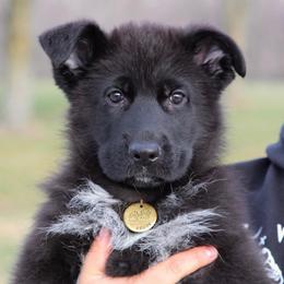 German Shepherd Puppies from Von Kühnheit German Shepherd Kennels