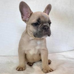 Boy 1 - Blue fawn male French Bulldog puppy in Walnut, California from Flores Frenchies