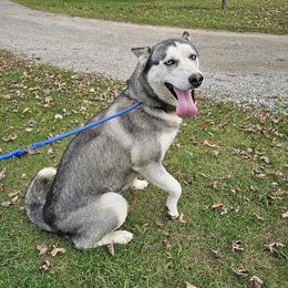 Luna - Siberian Husky