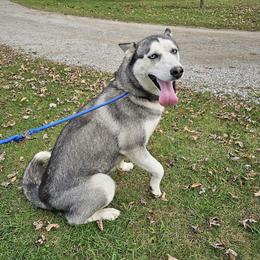Luna - Siberian Husky