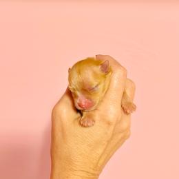 Pixie - Orange female Pomeranian puppy in Uniontown, Pennsylvania from Oh So Sassy Poms