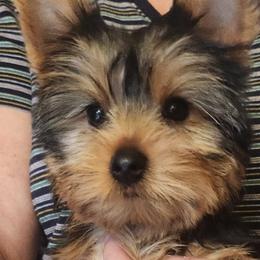 Lola - Blue and gold female Yorkshire Terrier puppy in Potomac, Maryland from Fabiana's Yorkshire Terriers
