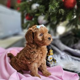 Labradoodle Puppies from Sashasdoodles
