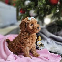 Labradoodle Puppies from Sashasdoodles