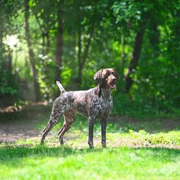 German Shorthaired Pointer All Grown Up from Windward German Shorthaired Pointers