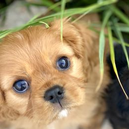 Cavalier King Charles Spaniels from Farrever Cavaliers