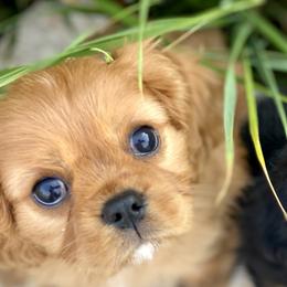 Cavalier King Charles Spaniels from Farrever Cavaliers