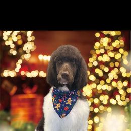 Timber - Poodle