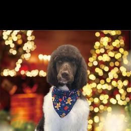 Timber - Poodle