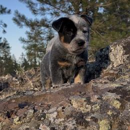 Russel - Blue speckled male Australian Cattle Dog puppy in Edwall, Washington from Firecreek Farm & Designs