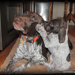German Shorthaired Pointer Puppies from Keystone Gun Dogs/vom Schlussstein Shorthairs