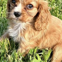 Cavalier King Charles Spaniels from Clifty Creek Cavaliers