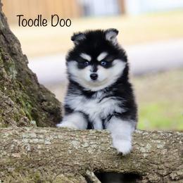Toodle Doo - Black and white male Pomsky puppy in Denham Springs, Louisiana from Bayouland Pomskies