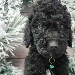 Green Collar Male - Black Poodle puppy in Selinsgrove, Pennsylvania from Poodle Paws and Puppies