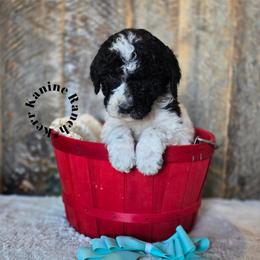 Spider-Man - Black and white male Sheepadoodle puppy in Ashton, Idaho from Kerr Kanine Ranch