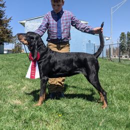 Lyric - Black and Tan Coonhound