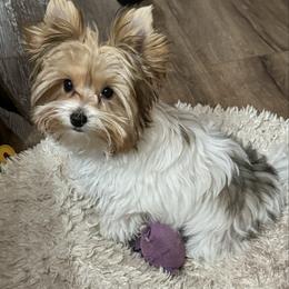 Gator - Yorkshire Terrier