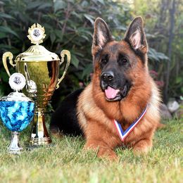 Henry - German Shepherd