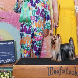 Charger - Yorkshire Terrier