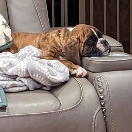 Boxer Puppies from Stillwater Kennel