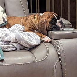 Boxer Puppies from Stillwater Kennel