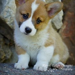 Pembroke Welsh Corgi Puppies from Royal Ridge Corgis