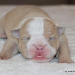 Girl 4 - female Bulldog puppy in Winnsboro, Texas from JP Ranch Bulldogs