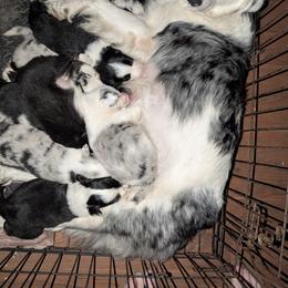 Australian Shepherd and Great Dane Puppies from AEW Farm
