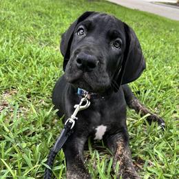 Great Dane Puppies from Sovereignty Woods Great Danes