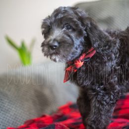 Goldendoodle Puppies from Doodle Me This Goldendoodles