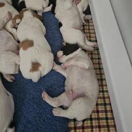 Brittany Puppies from Riley's Upland Brittany's
