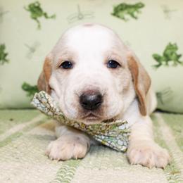 Bear - Lemon and white male Basset Hound puppy in Antlers, Oklahoma from Rocking H