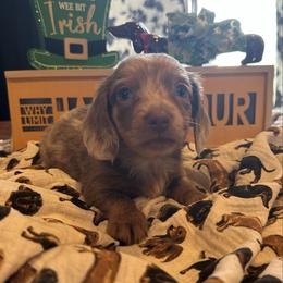 Thistle - Fawn (isabella) and tan male Dachshund puppy in Hudson, Michigan from Mittentail Kennel Miniature Dachshunds & Australian Shepherds