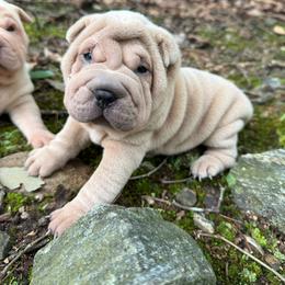 Lily - Lilac dilute female Chinese Shar-Pei puppy in Statesville, North Carolina from Red Clay's Chinese Shar-pei