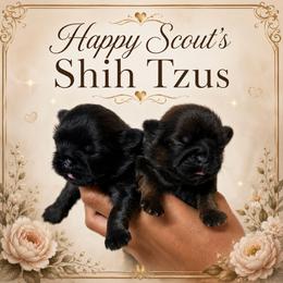 Benji - Sable male Shih Tzu puppy in Bastrop, Louisiana from Happy Scout's Shih Tzu's