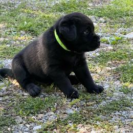 Ivan  - Lime Green Collar (Tentatively Bobby) - Black male Labrador Retriever puppy in Greensburg, Kentucky from Paws Farm Retrievers