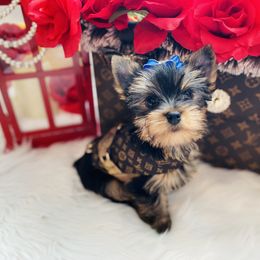 Yorkshire Terrier Puppies from Green Mountain Designer Yorkies