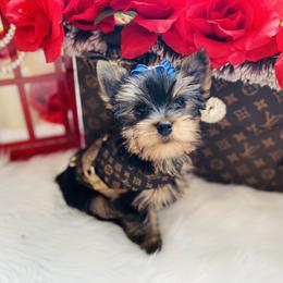 Yorkshire Terrier Puppies from Green Mountain Designer Yorkies
