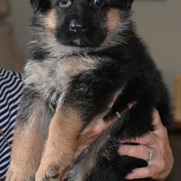 German Shepherd and Rottweiler Puppies from Dreamweaver Kennels